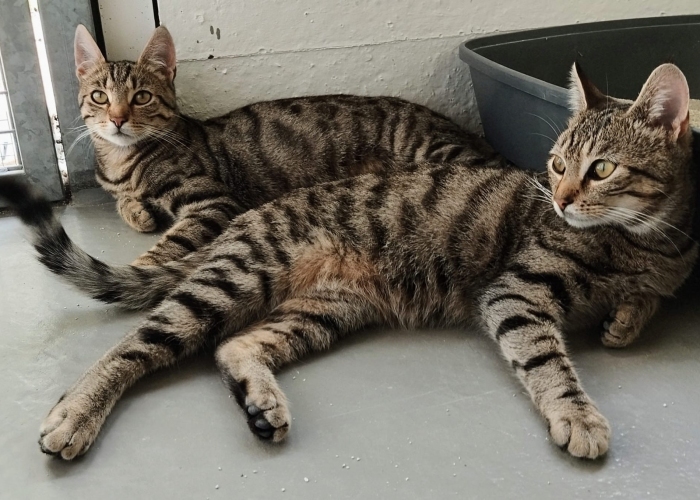 EKH-Katze, Eliot und Ernesto, Tierheim Burgdorf