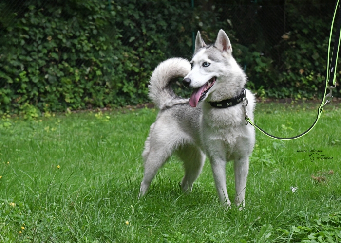Husky-Hund, Bessi, Tierheim Burgdorf