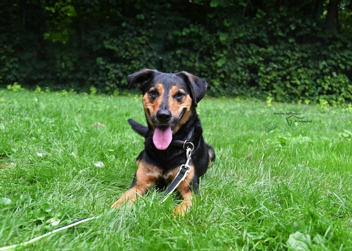 Bracken-Mix-Hund, Erwin, Tierheim Burgdorf