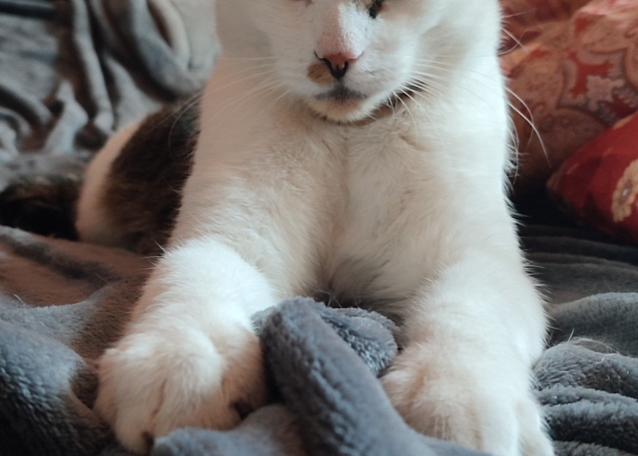 Katze, Europäisch Kurzhaar, Charlie, Tierheim Burgdorf