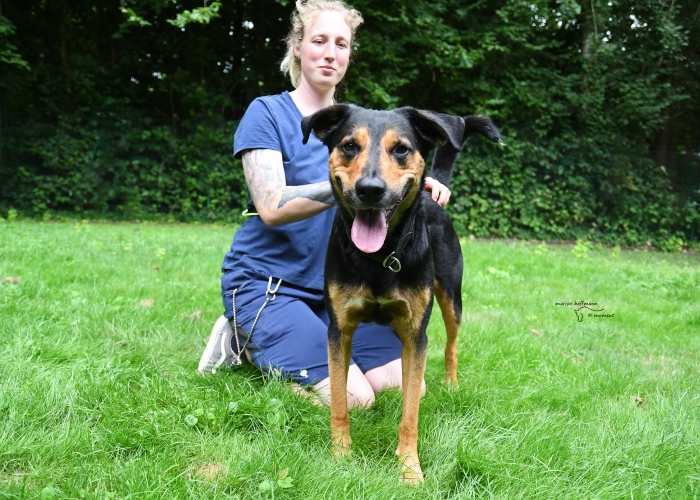 Bracken-Mix-Hund, Erwin, Tierheim Burgdorf