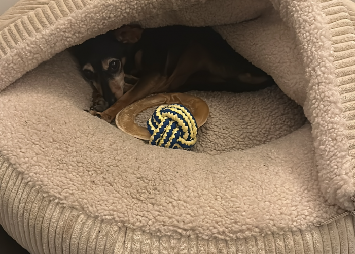 Hund, Pinscher Mix, Lilly, Tierheim Burgdorf