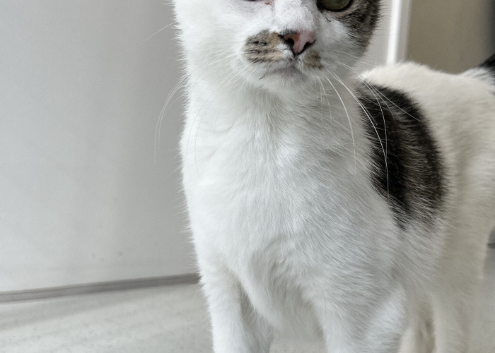 EKH-Katze, Merida, Tierheim Burgdorf