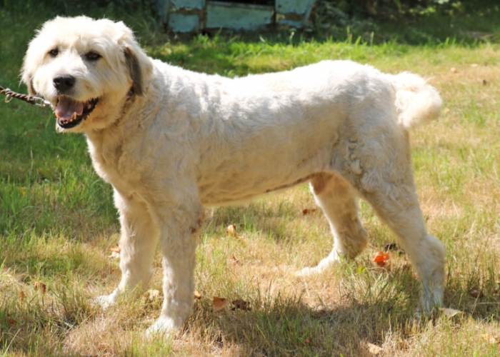 Hund, Rumänischer Schäferhund, Charlie, Tierheim Burgdorf