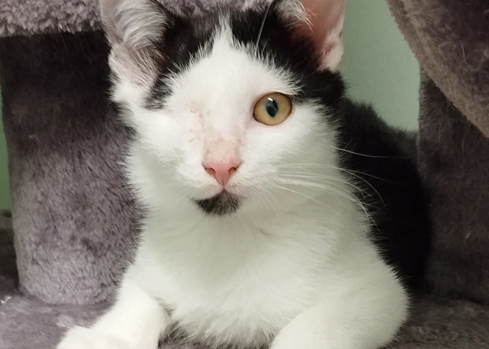 Katze, EKH, Blinzeli, Tierheim Burgdorf