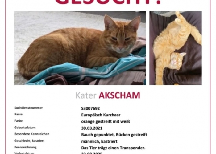 Katze, EKH, Akscham, Tierheim Burgdorf
