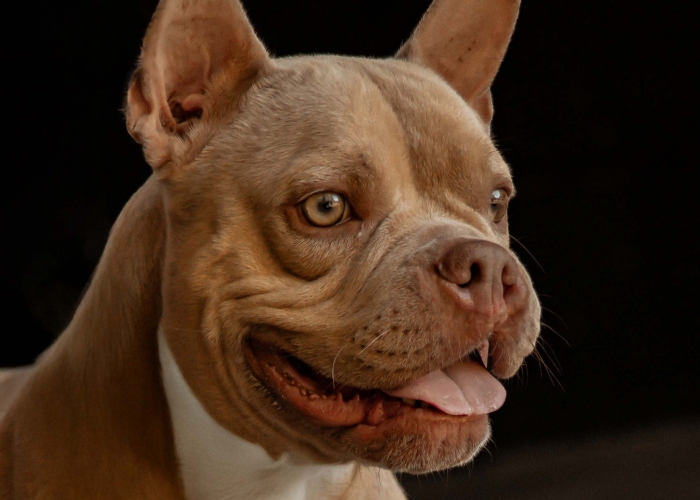 Hund, Bully-Mix, Harley, Tierheim Burgdorf
