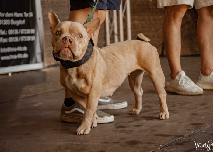 Bully-Mix-Hund, Harley, Tierheim Burgdorf