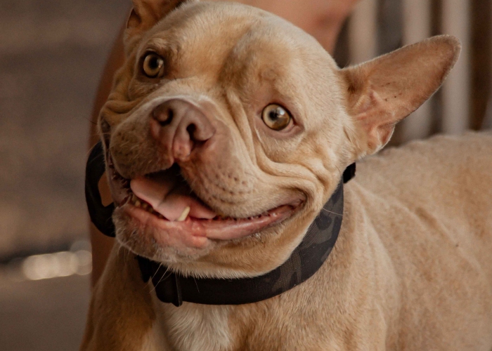 Bully-Mix-Hund, Harley, Tierheim Burgdorf