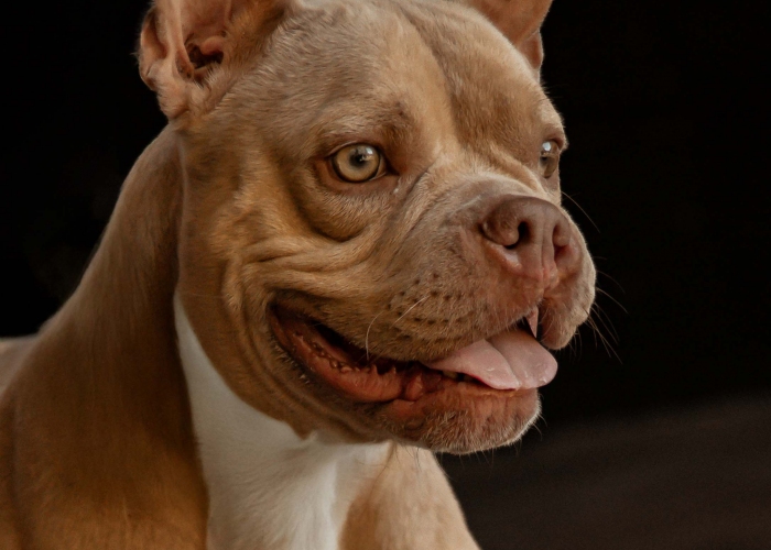 Bully-Mix-Hund, Harley, Tierheim Burgdorf