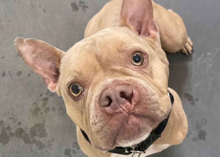 Bully-Mix-Hund, Harley, Tierheim Burgdorf