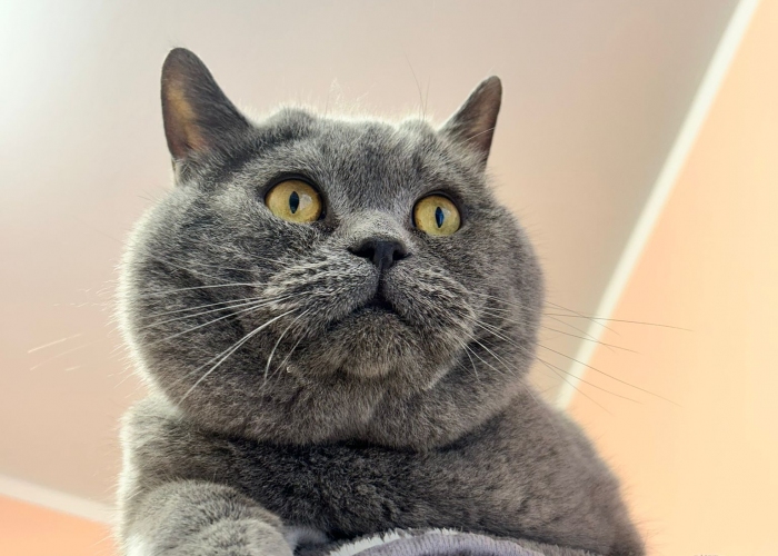 Katze, BKH, Rick, Tierheim Burgdorf