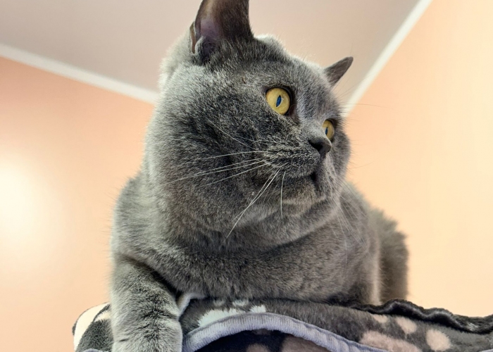 BKH-Katze, Rick, Tierheim Burgdorf