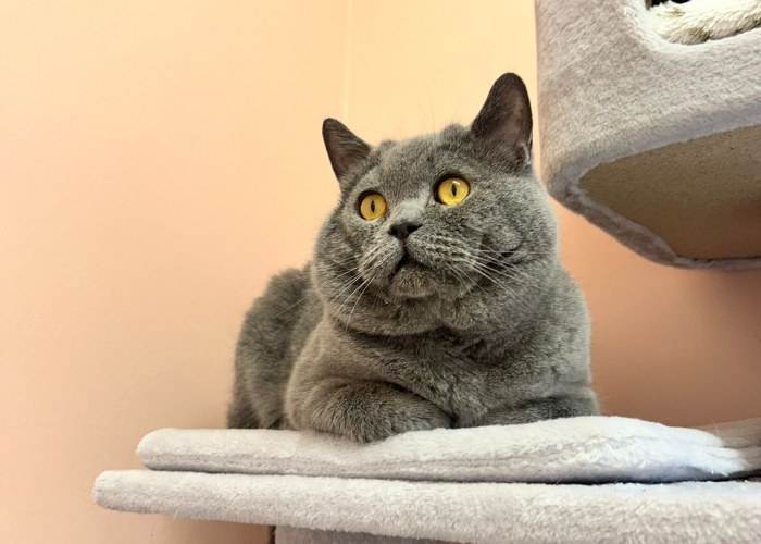 BKH-Katze, Rick, Tierheim Burgdorf