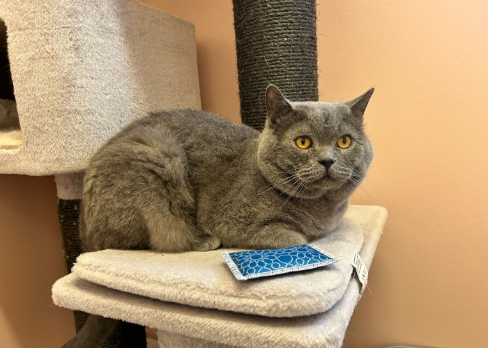 BKH-Katze, Rick, Tierheim Burgdorf