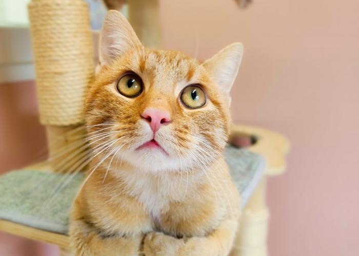 Katze, EKH, Freddy, Tierheim Burgdorf