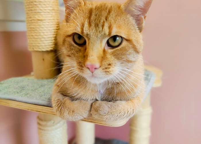 EKH-Katze, Freddy, Tierheim Burgdorf
