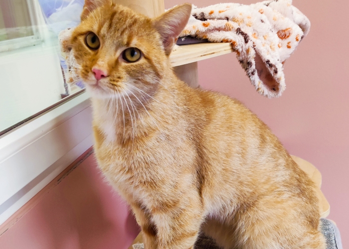 EKH-Katze, Freddy, Tierheim Burgdorf