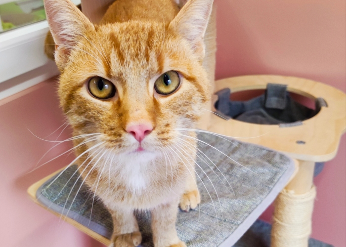 EKH-Katze, Freddy, Tierheim Burgdorf