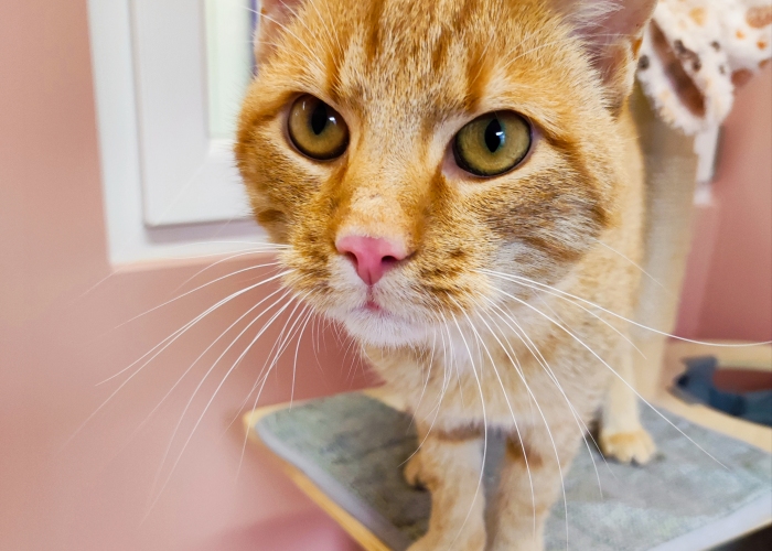 EKH-Katze, Freddy, Tierheim Burgdorf