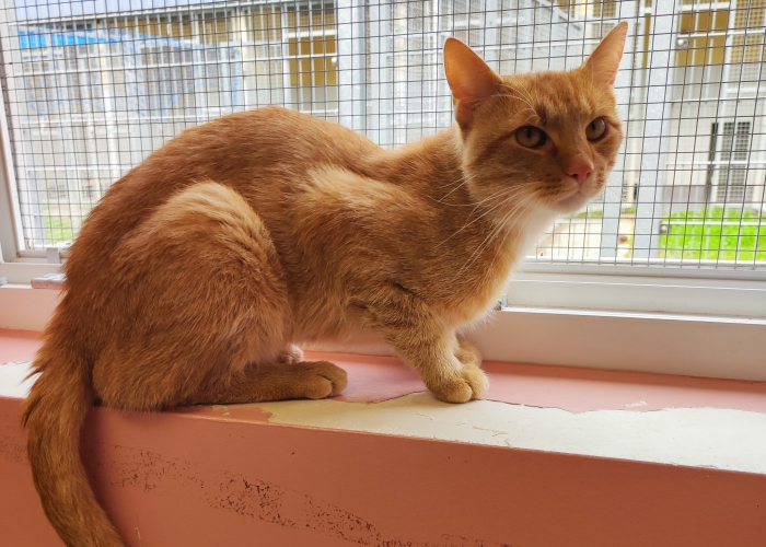 EKH-Katze, Freddy, Tierheim Burgdorf