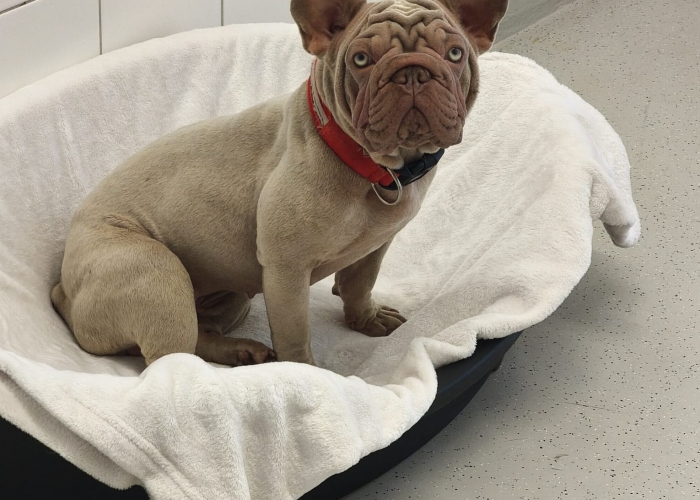 Hund, Franz. Bulldogge, Quinn, Tierheim Burgdorf