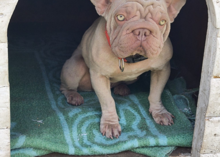 Franz. Bulldogge-Hund, Quinn, Tierheim Burgdorf