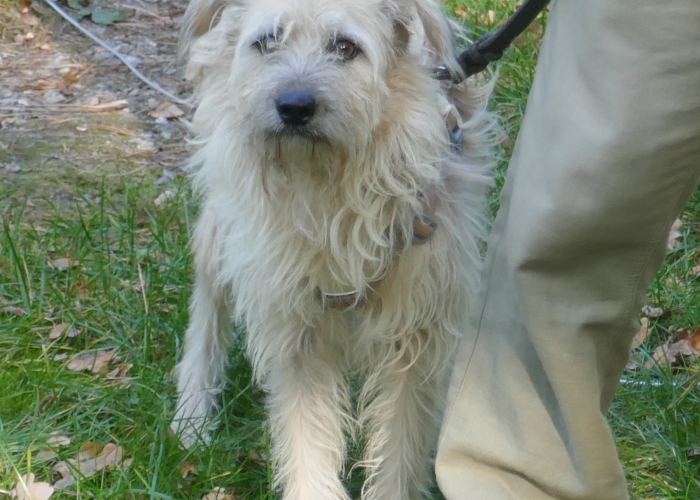 Hund, , Rita, Tierheim Burgdorf