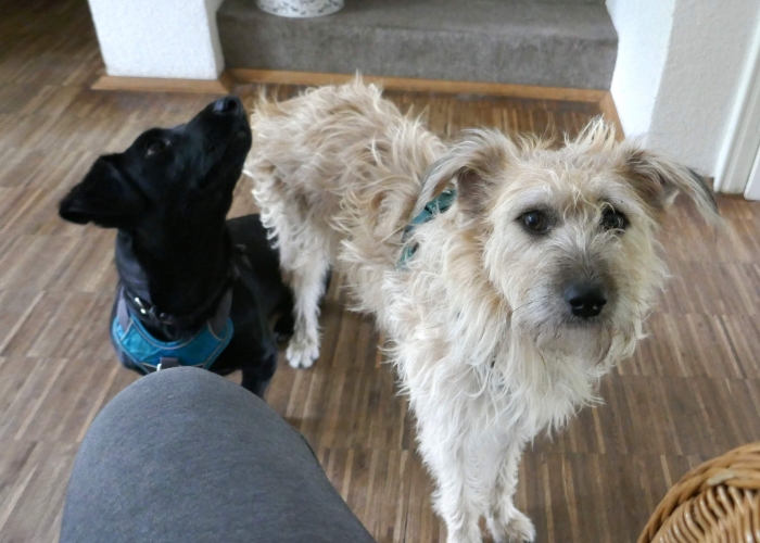 -Hund, Rita, Tierheim Burgdorf