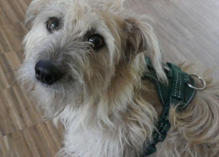 -Hund, Rita, Tierheim Burgdorf