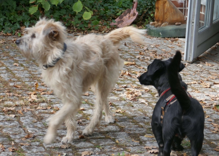 -Hund, Rita, Tierheim Burgdorf