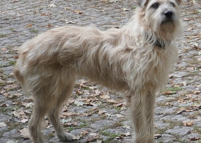 -Hund, Rita, Tierheim Burgdorf