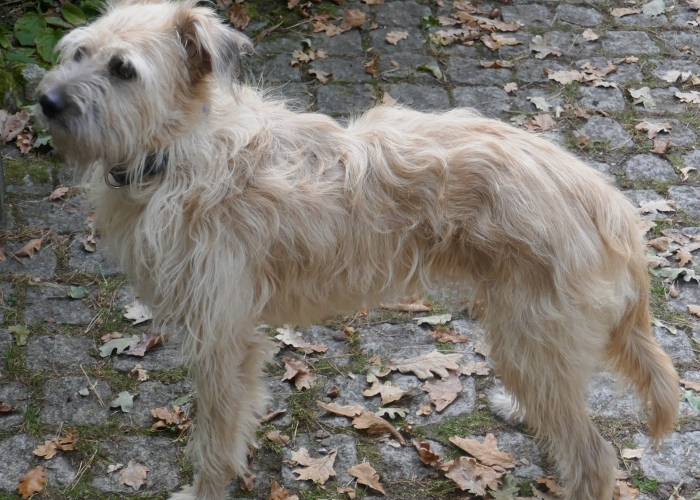 -Hund, Rita, Tierheim Burgdorf