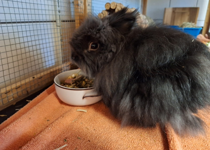 Angora-Mix-Kleintier, Leomon, Tierheim Burgdorf