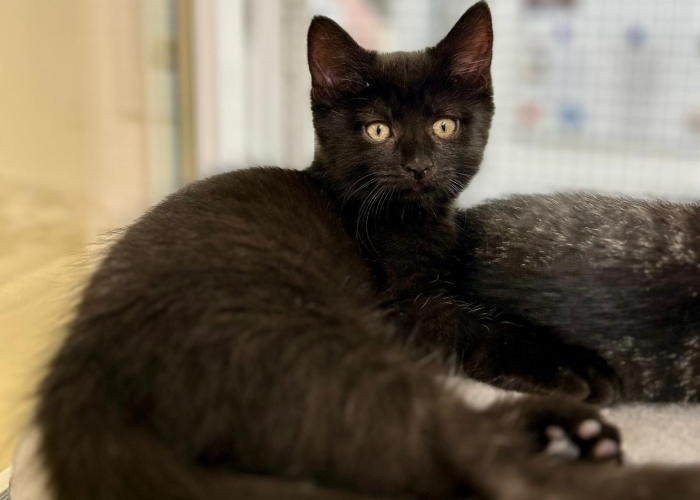 Katze, EKH, Dagur, Tierheim Burgdorf
