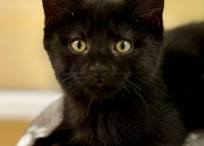 EKH-Katze, Dagur, Tierheim Burgdorf