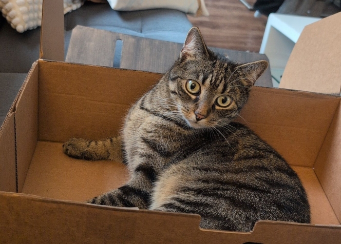 Katze, EKH, Ruffy, Tierheim Burgdorf