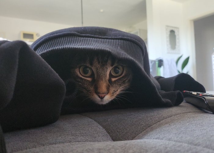 EKH-Katze, Ruffy, Tierheim Burgdorf