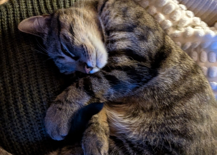 EKH-Katze, Ruffy, Tierheim Burgdorf