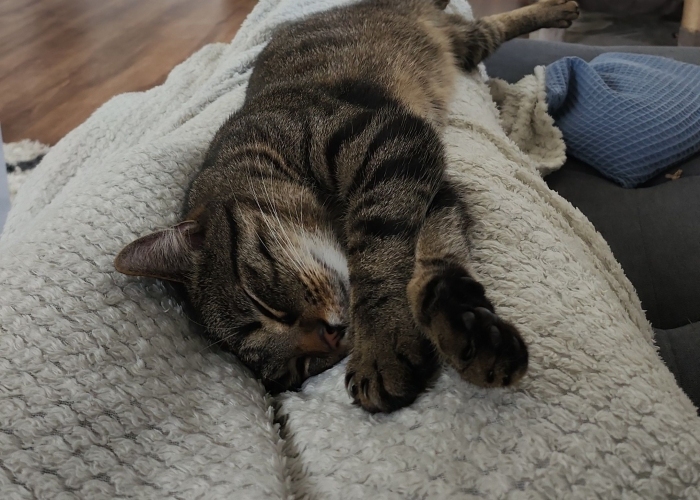 EKH-Katze, Ruffy, Tierheim Burgdorf