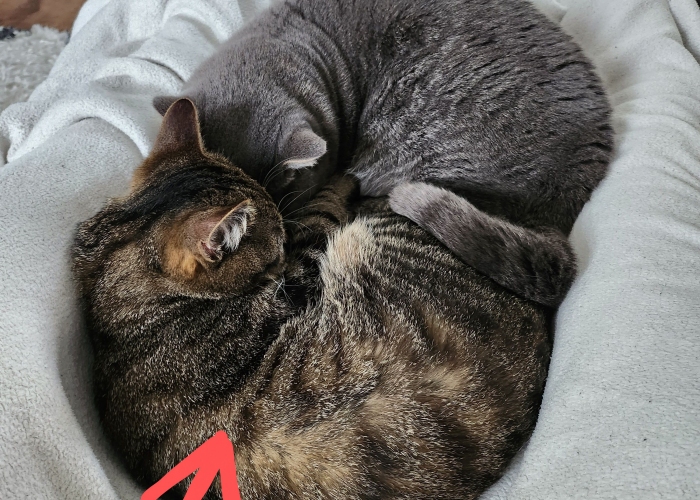 EKH-Katze, Ruffy, Tierheim Burgdorf