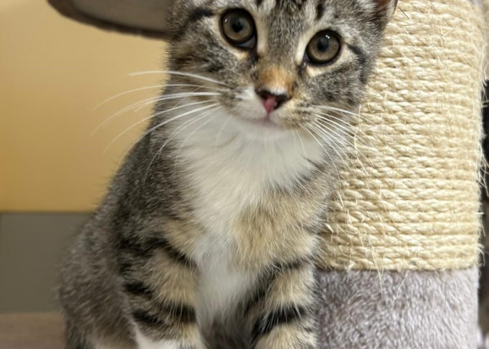 Katze, EKH, Lavazza, Tierheim Burgdorf