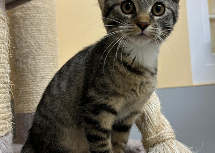 Katze, EKH, Illy, Tierheim Burgdorf