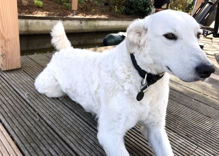 Hund, Kuvasz, Flocke, Tierheim Burgdorf