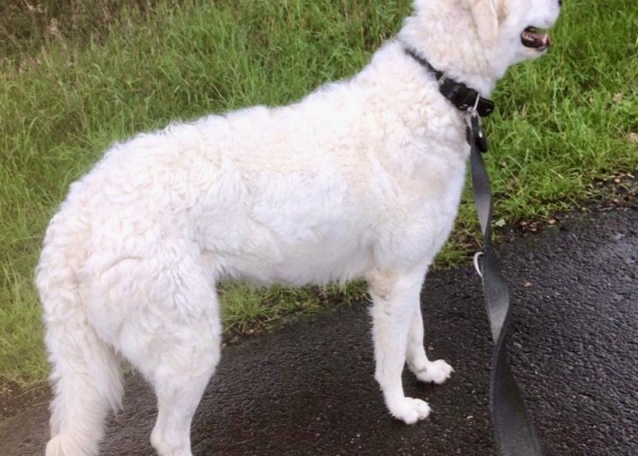 Kuvasz-Hund, Flocke, Tierheim Burgdorf