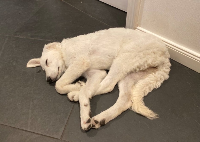 Kuvasz-Hund, Flocke, Tierheim Burgdorf