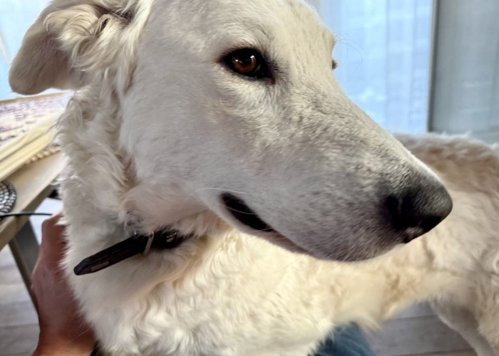 Kuvasz-Hund, Flocke, Tierheim Burgdorf
