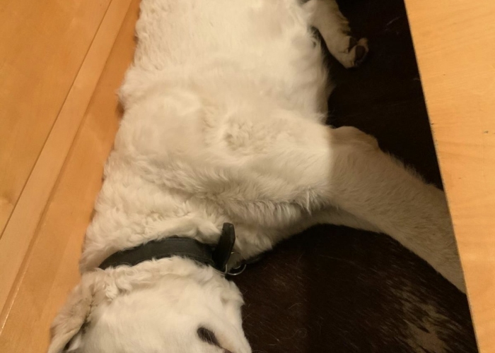 Kuvasz-Hund, Flocke, Tierheim Burgdorf