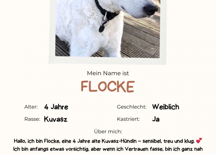 Kuvasz-Hund, Flocke, Tierheim Burgdorf
