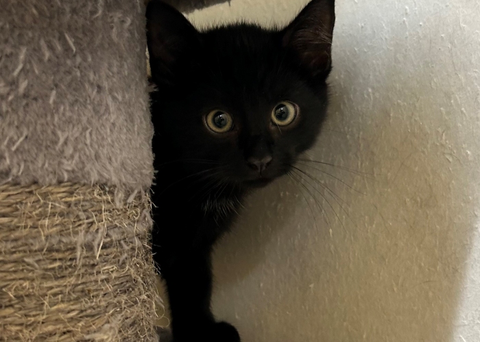 Katze, EKH, Ivo, Tierheim Burgdorf